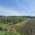 Pjesë Toke në shitje Spille – Shitet toke ne Koder Spille pamje nga deti.