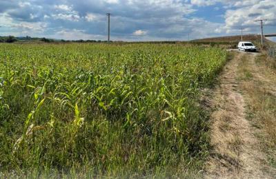 Ringa (Shitet Toka ne Mirash)370/23